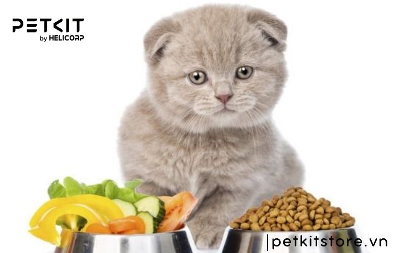 Mèo ăn cát vệ sinh có sao không