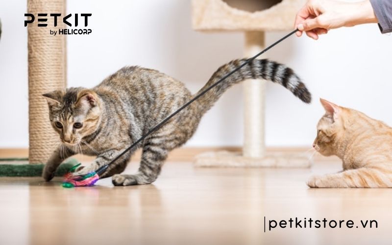 Mèo ăn cát vệ sinh có sao không