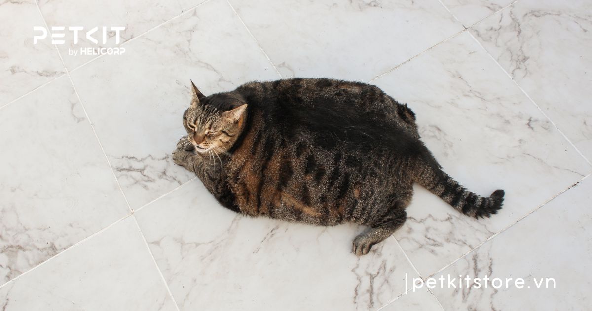 mèo ăn cơm bị tiêu chảy