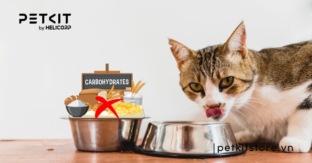 mèo ăn cơm bị tiêu chảy