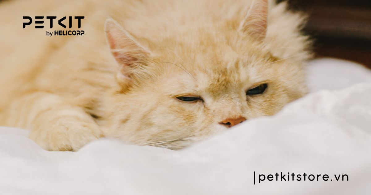 mèo ăn cơm bị tiêu chảy