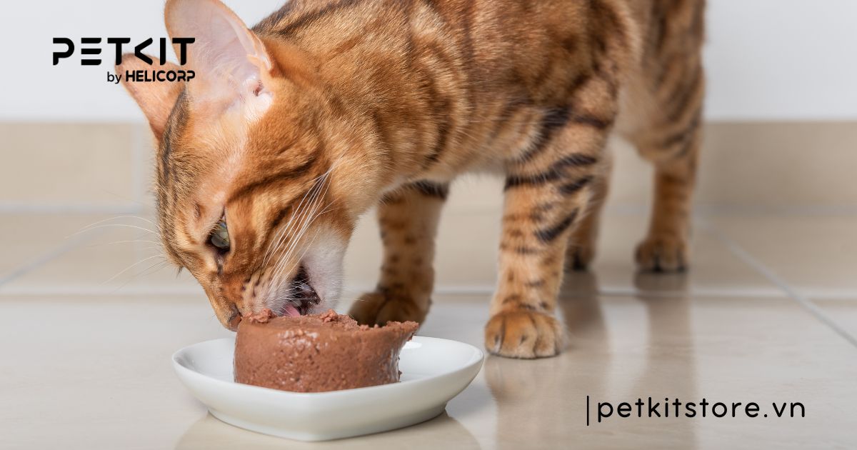 mèo ăn cơm bị tiêu chảy