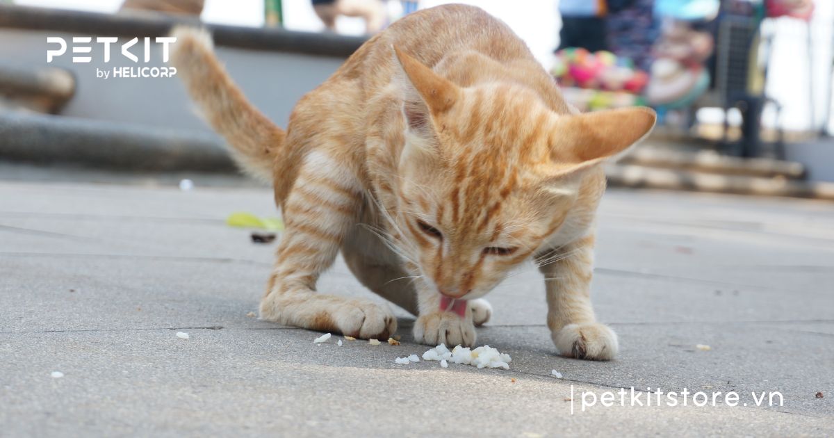 mèo ăn cơm được không