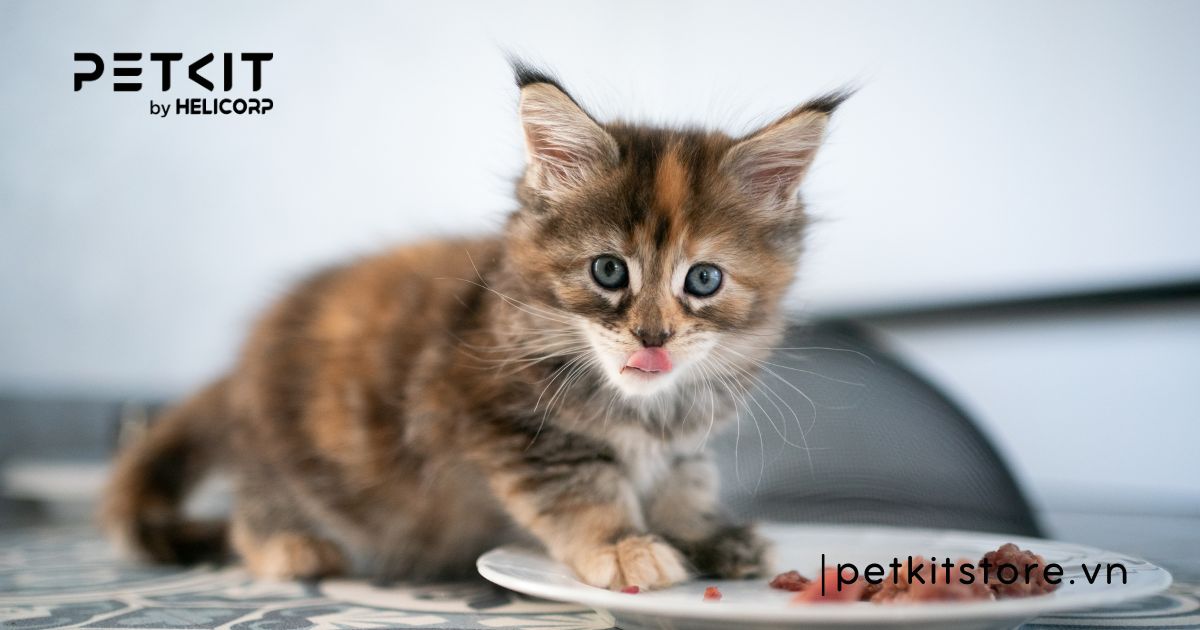 mèo ăn cơm được không