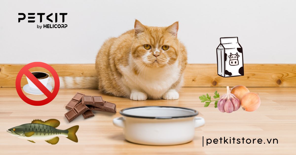 mèo ăn cơm được không