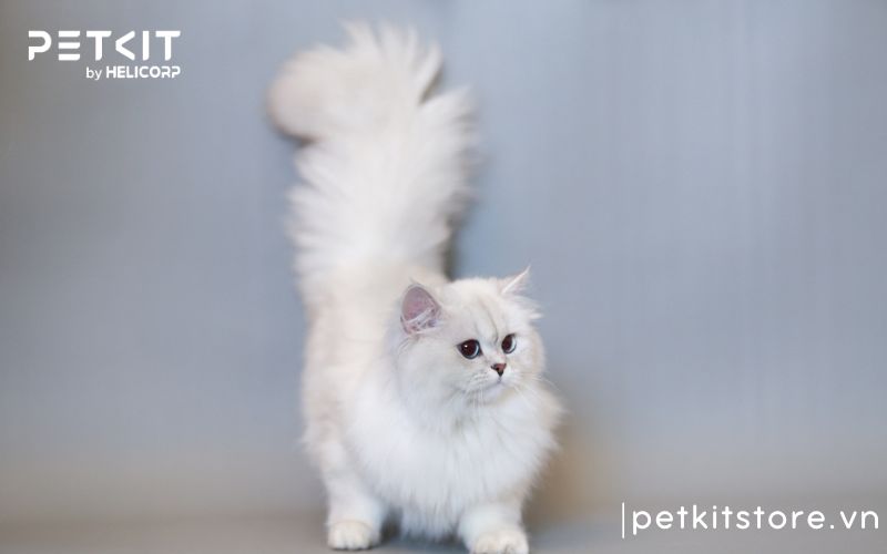 Nên nuôi giống mèo nào, mèo anh lông dài