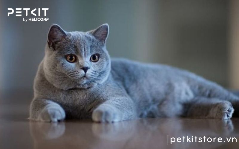 Nên nuôi giống mèo nào, mèo anh lông ngắn