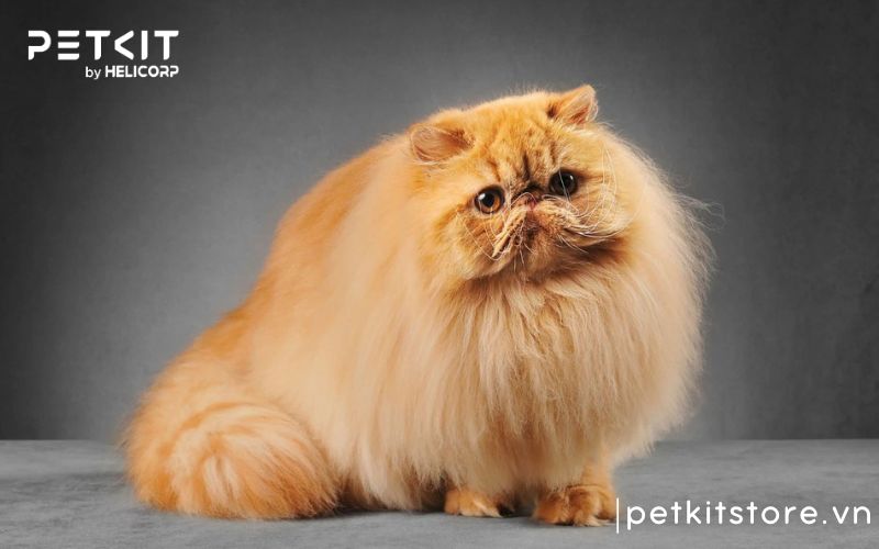 Nên nuôi giống mèo nào, mèo ba tư