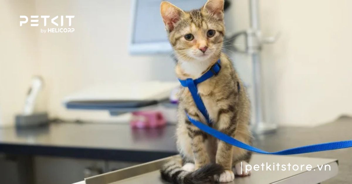 Mèo bao nhiêu kg là mập