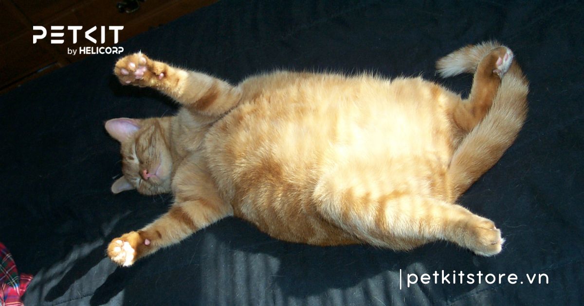 Mèo bao nhiêu kg là mập