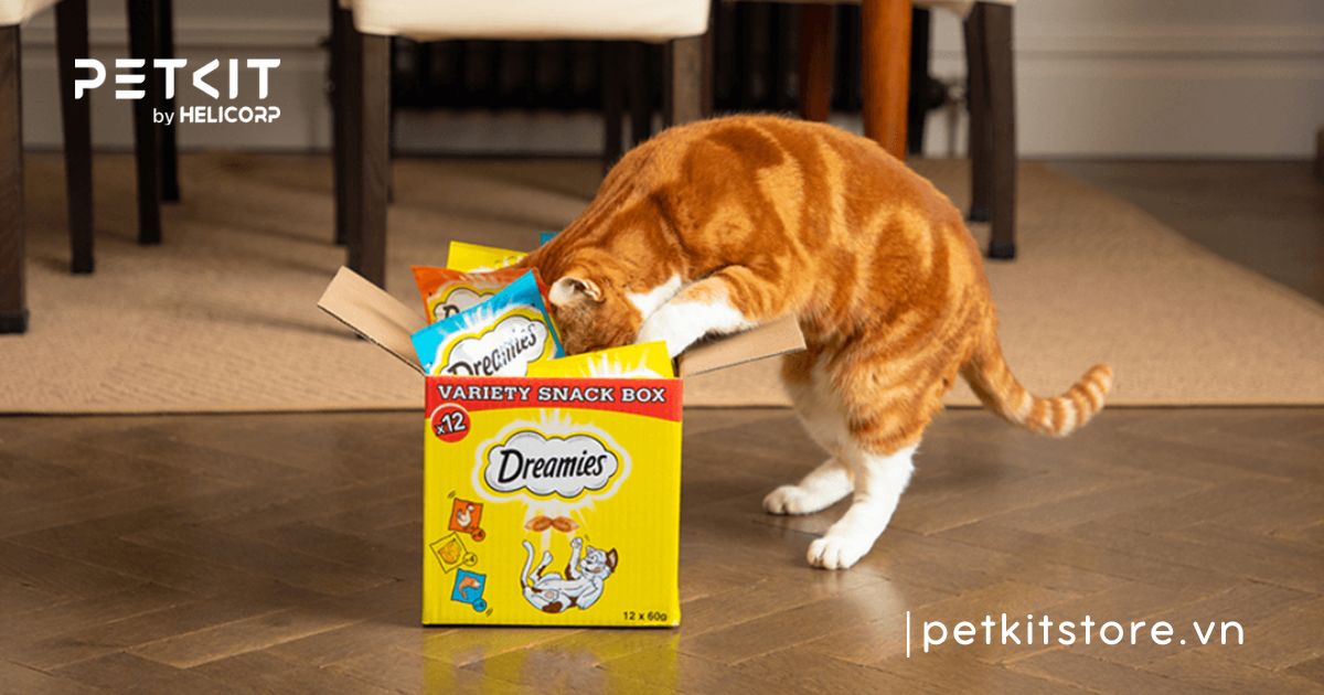 Mèo bao nhiêu kg là mập