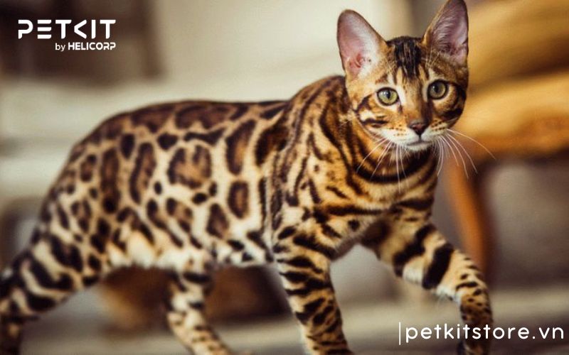 Nên nuôi giống mèo nào, Mèo Bengal