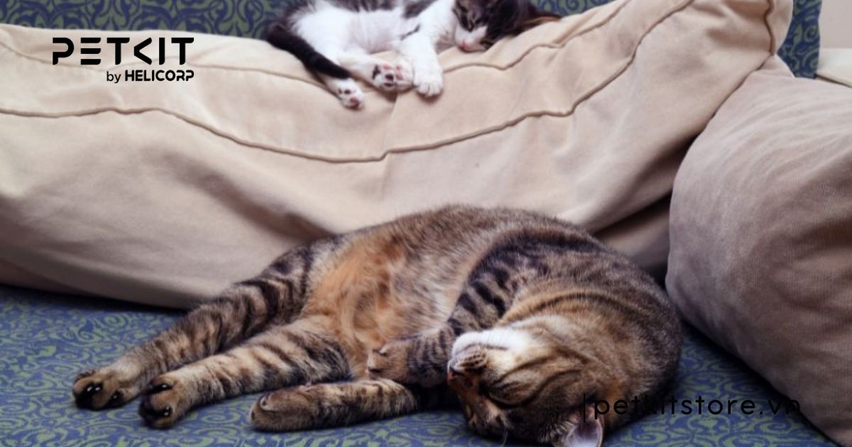 mèo bị bí tiểu