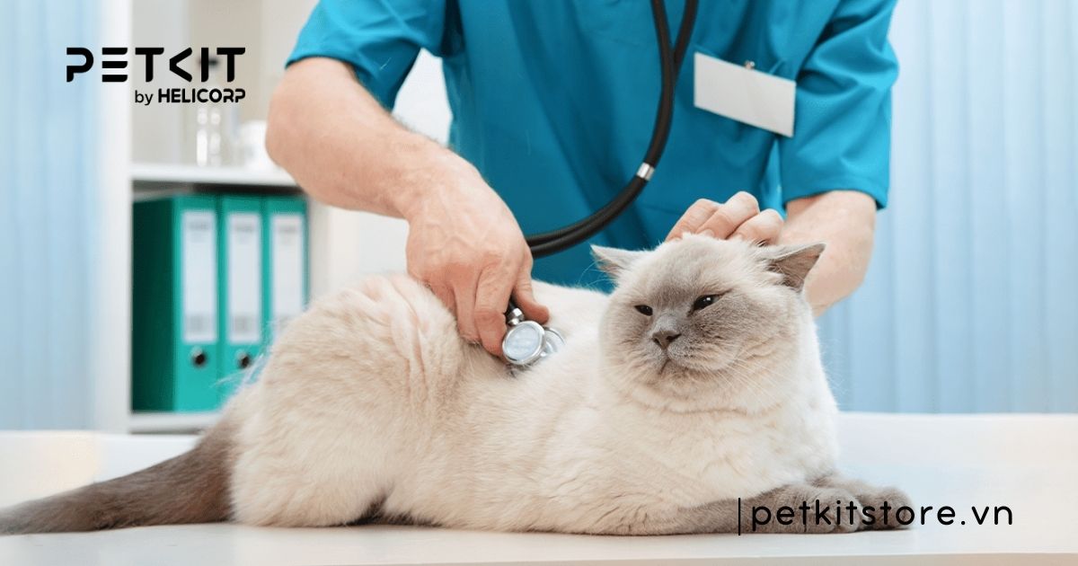 mèo bị bí tiểu