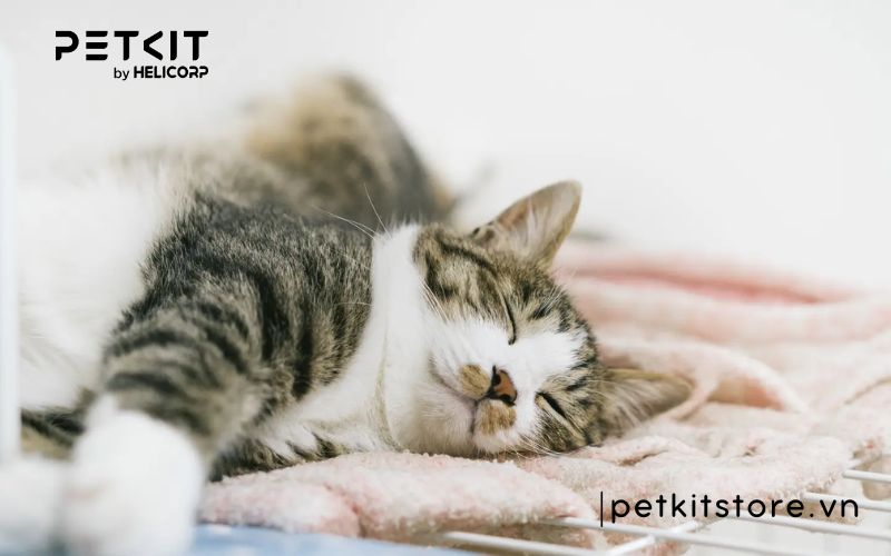 Mèo bị cảm cúm