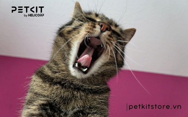 Mèo bị giảm bạch cầu có bị lại không