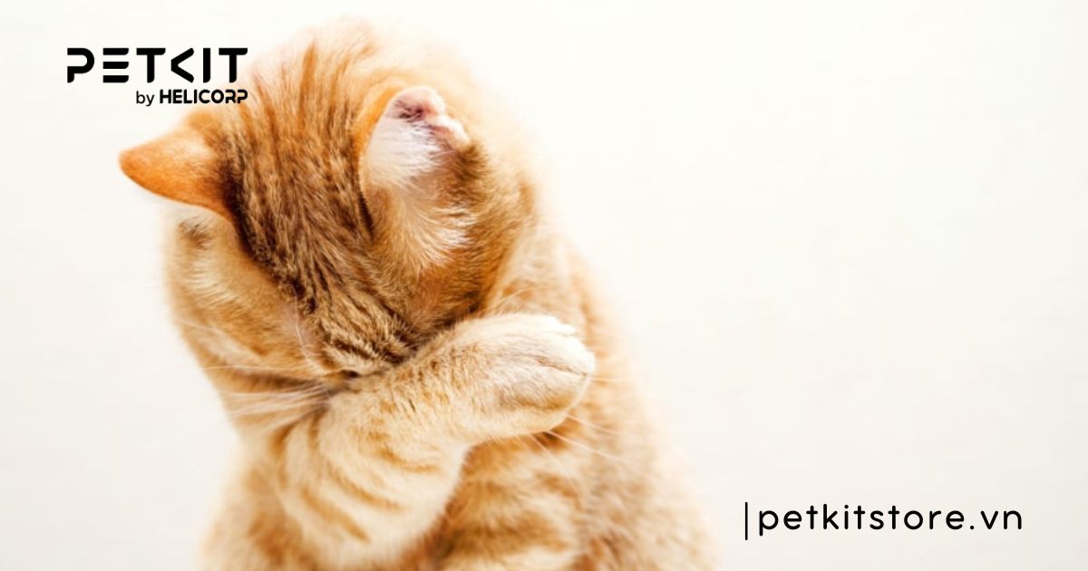 mèo bị chảy nước mắt