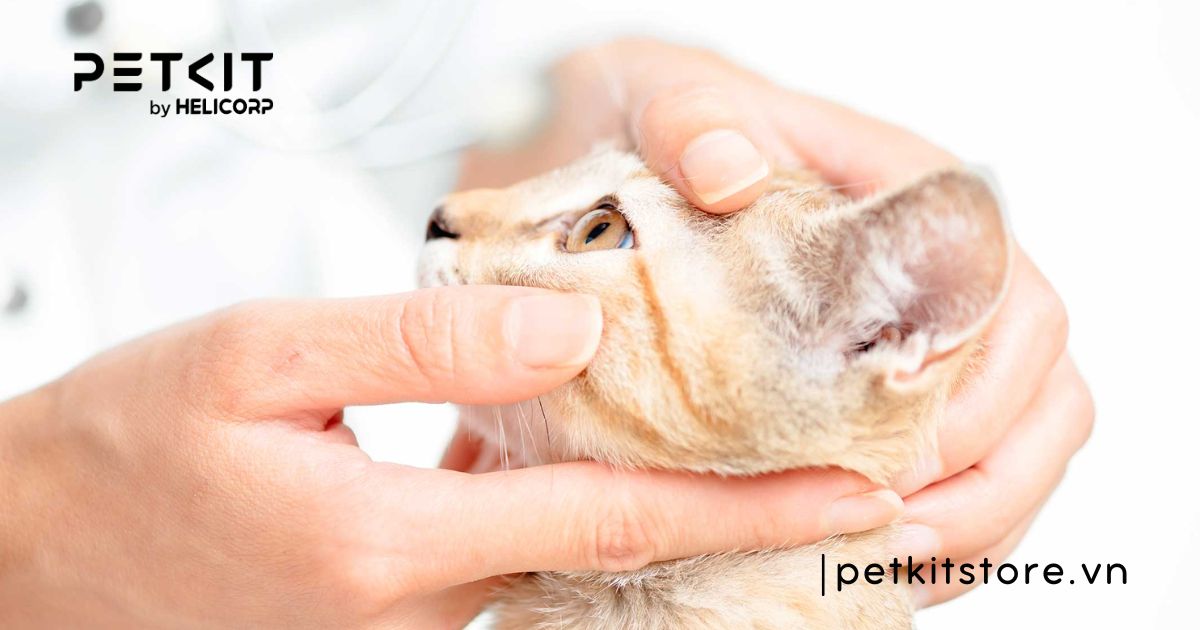 mèo bị chảy nước mắt