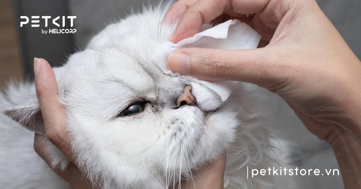 mèo bị chảy nước mắt