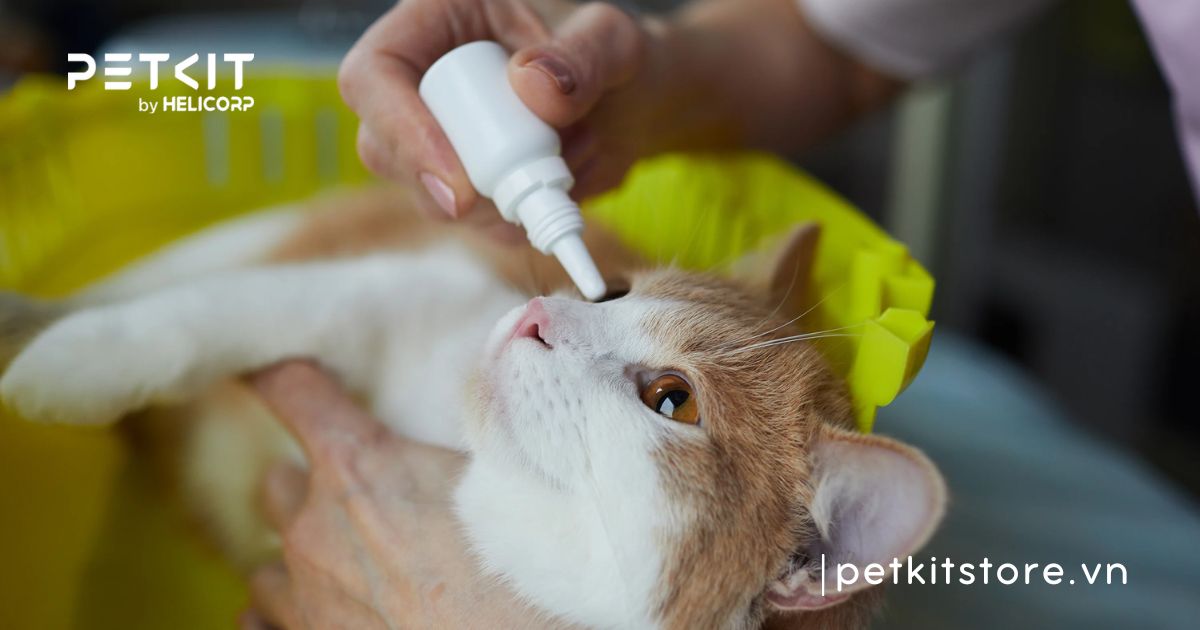 mèo bị chảy nước mắt