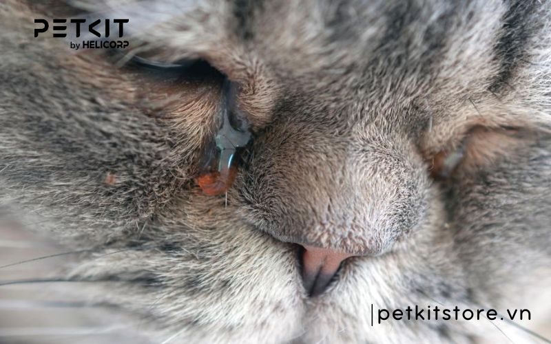 các bệnh thường gặp ở mèo - Mèo bị chảy nước mắt