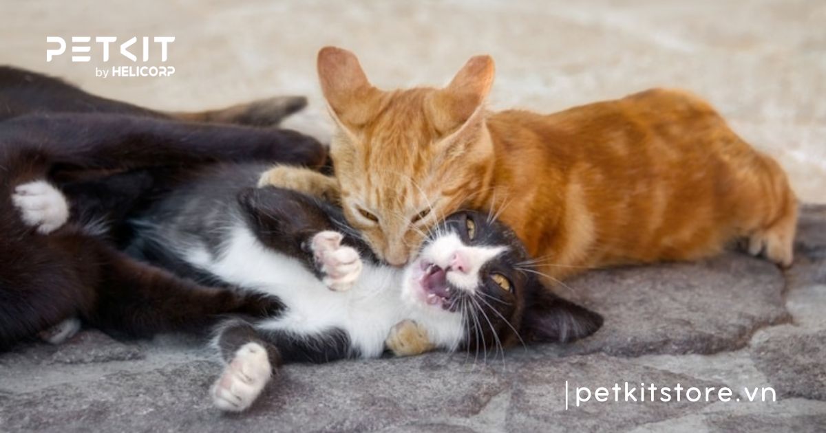 Mèo bị dại bao lâu thì chết