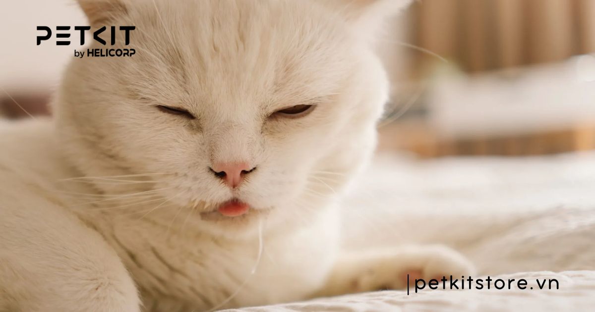 Mèo bị dại bao lâu thì chết