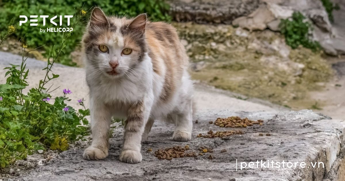 Mèo bị dại bao lâu thì chết