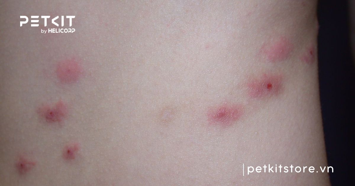 Mèo bị dại bao lâu thì chết