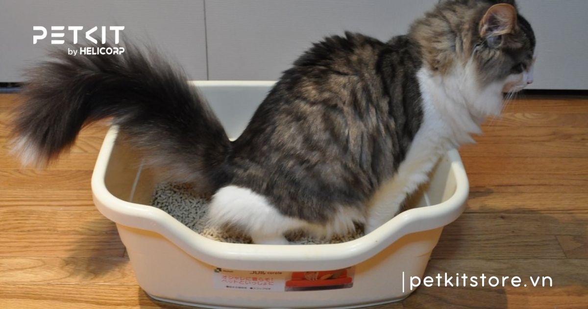 Mèo bị đi tiểu nhiều lần