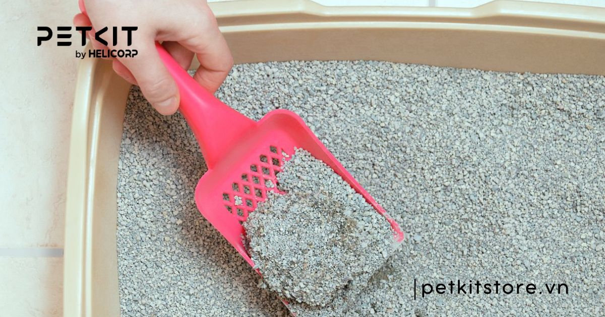 Mèo bị đi tiểu nhiều lần