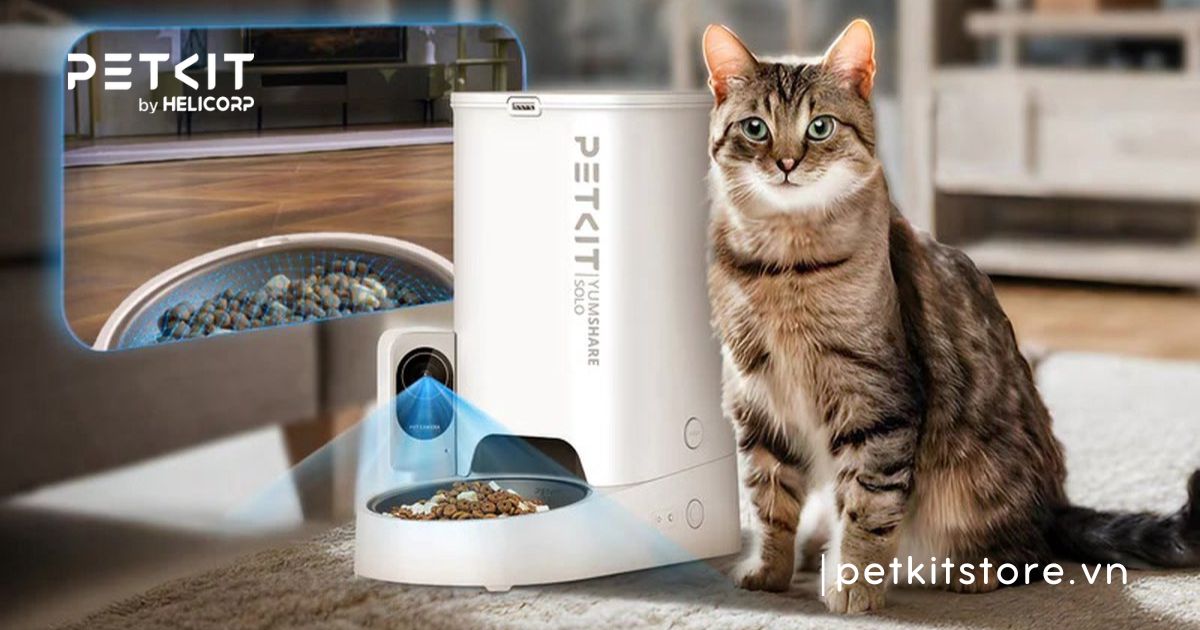 Mèo bị đi tiểu nhiều lần