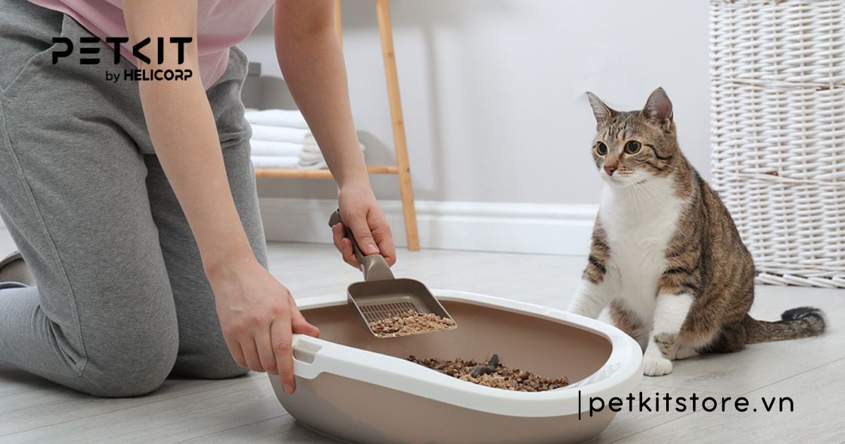 Mèo bị đi tiểu nhiều lần