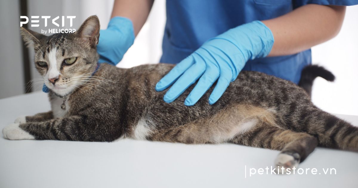 Mèo bị đi tiểu nhiều lần