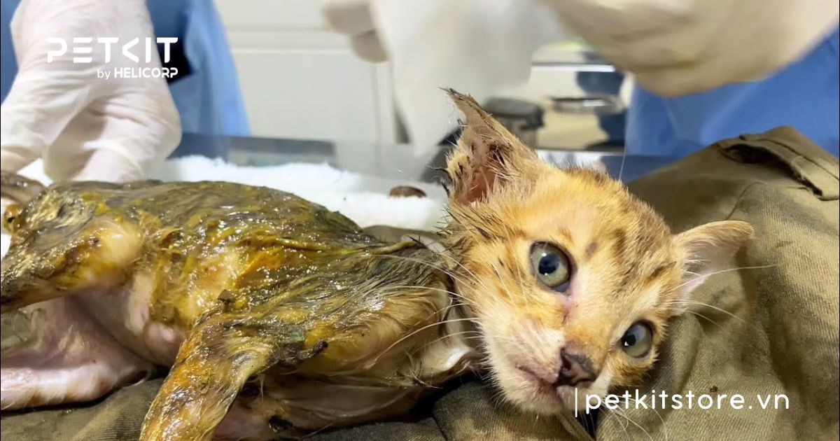 mèo bị dính keo dán chuột