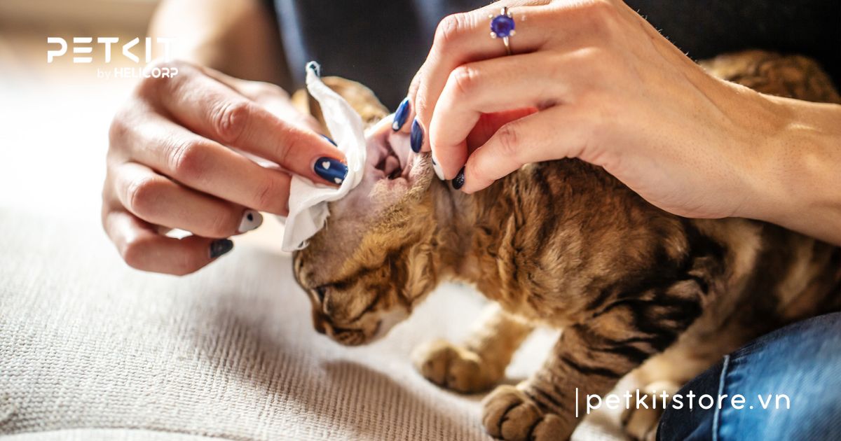 mèo bị dính keo dán chuột