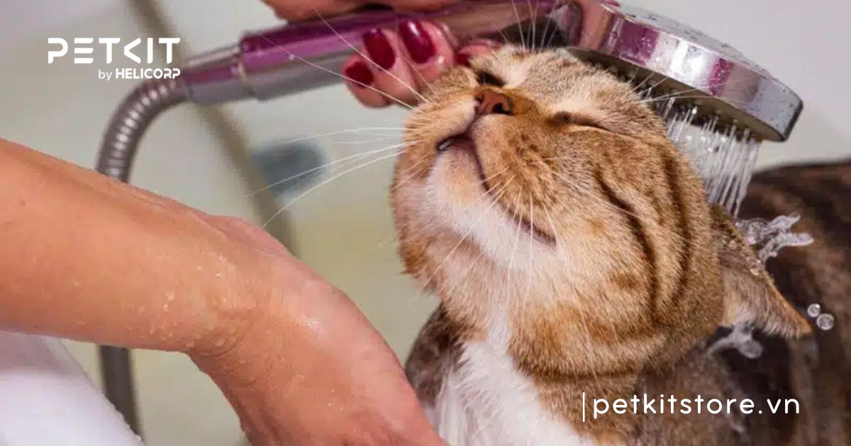 mèo bị dính keo dán chuột