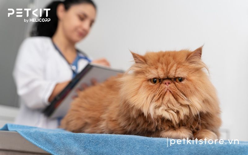 Dấu hiệu bệnh FIP ở mèo