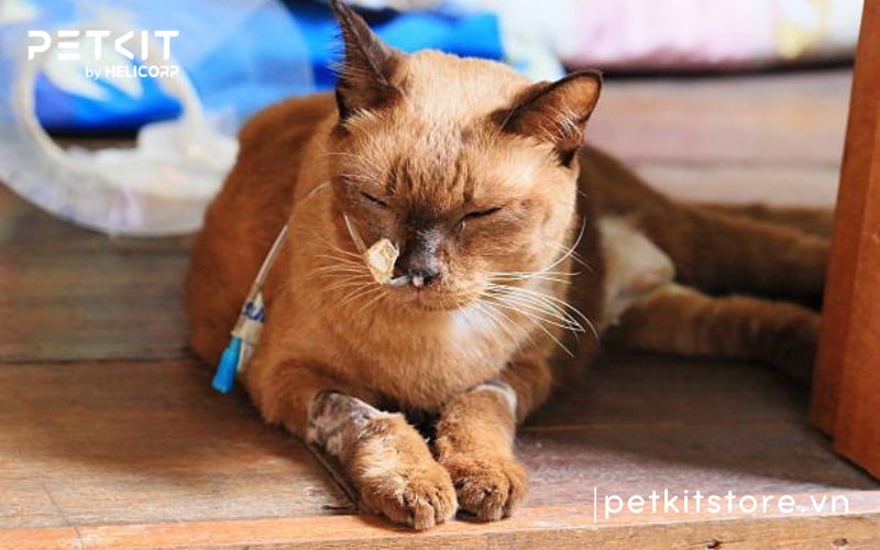 bệnh fip ở mèo sống được bao lâu