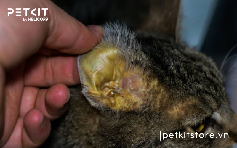 bệnh fip ở mèo sống được bao lâu