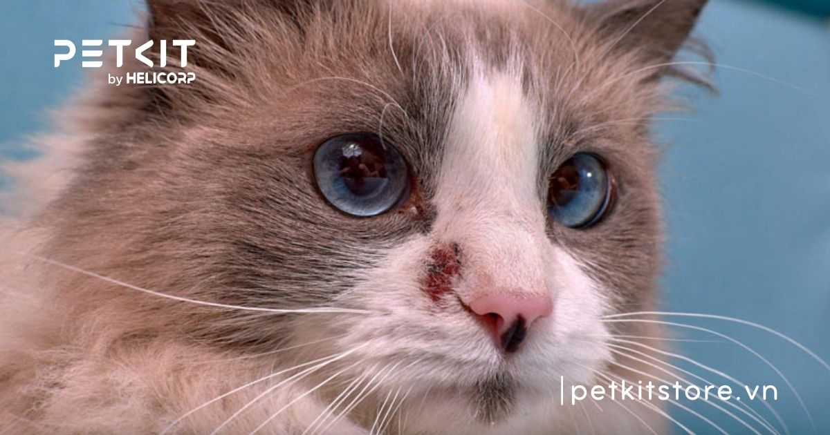 Mèo bị ghẻ có lây sang người không