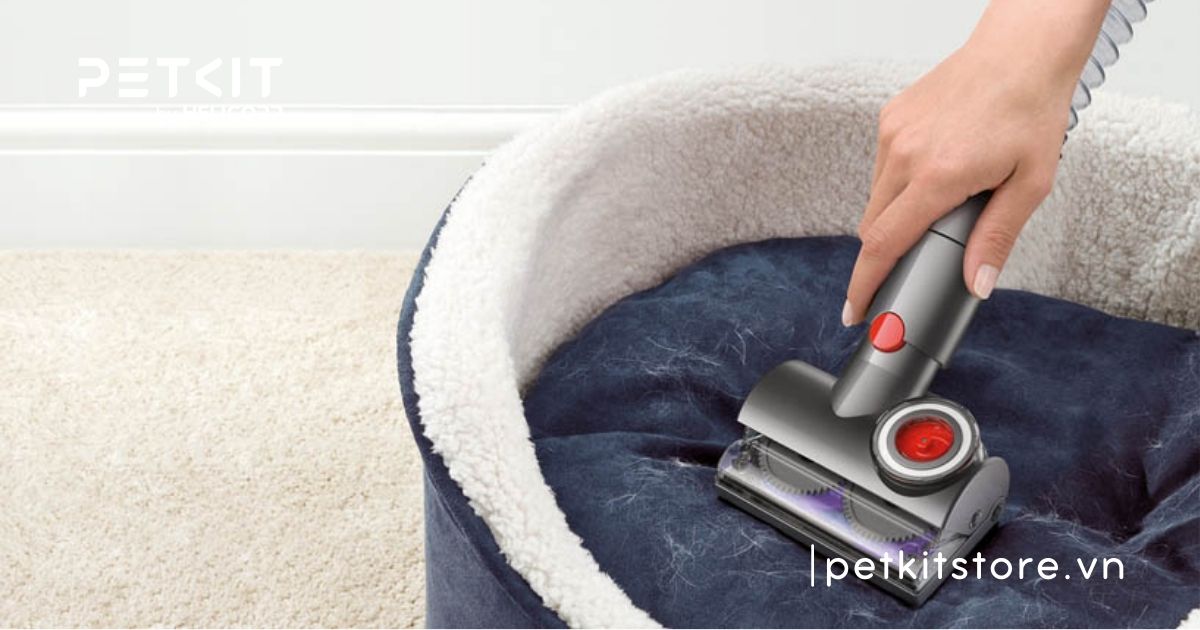 Mèo bị ghẻ có lây sang người không