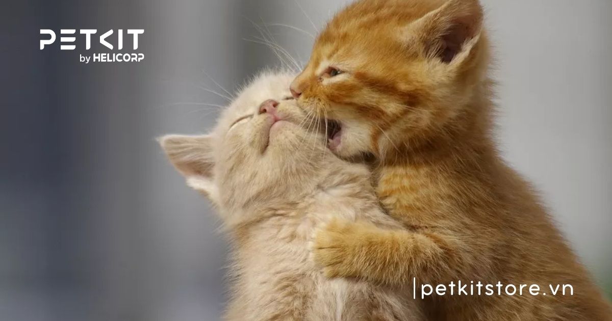 Mèo bị ghẻ có lây sang người không