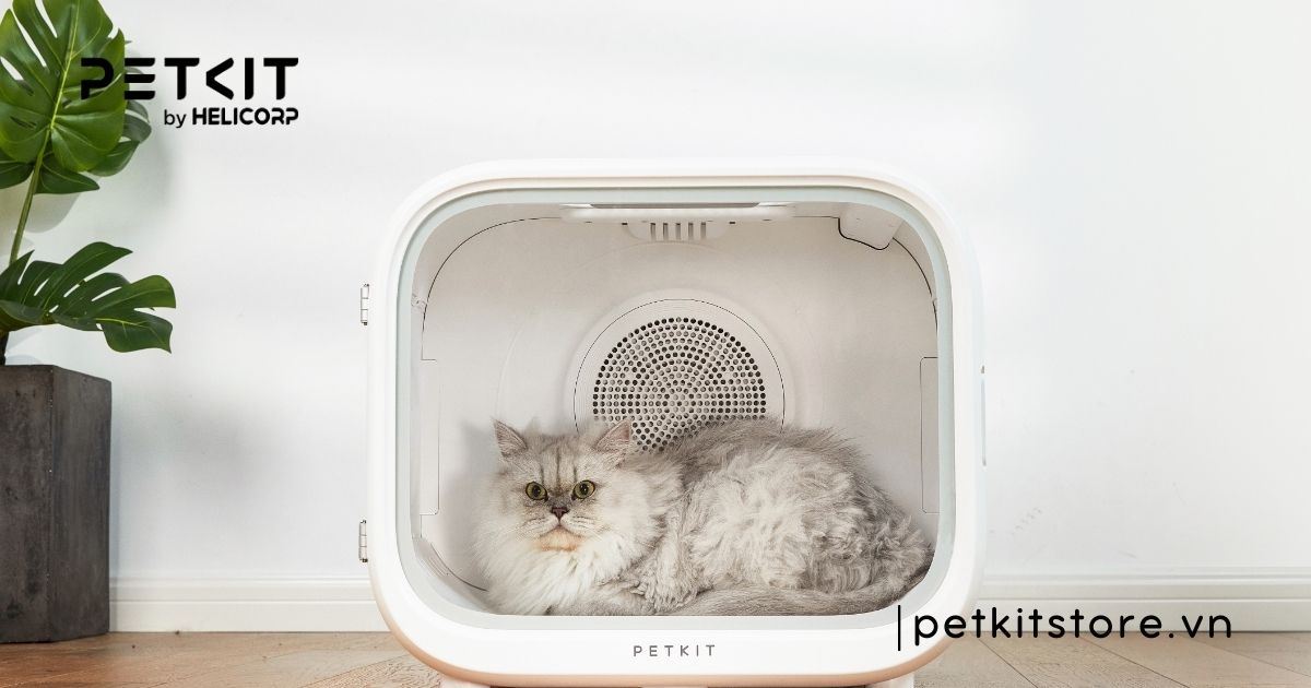 Mèo bị ghẻ có lây sang người không