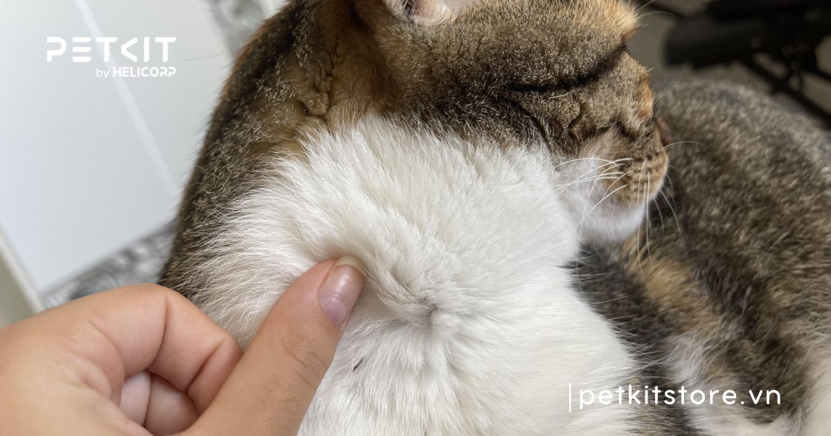 Mèo bị ghẻ ở cổ do đâu