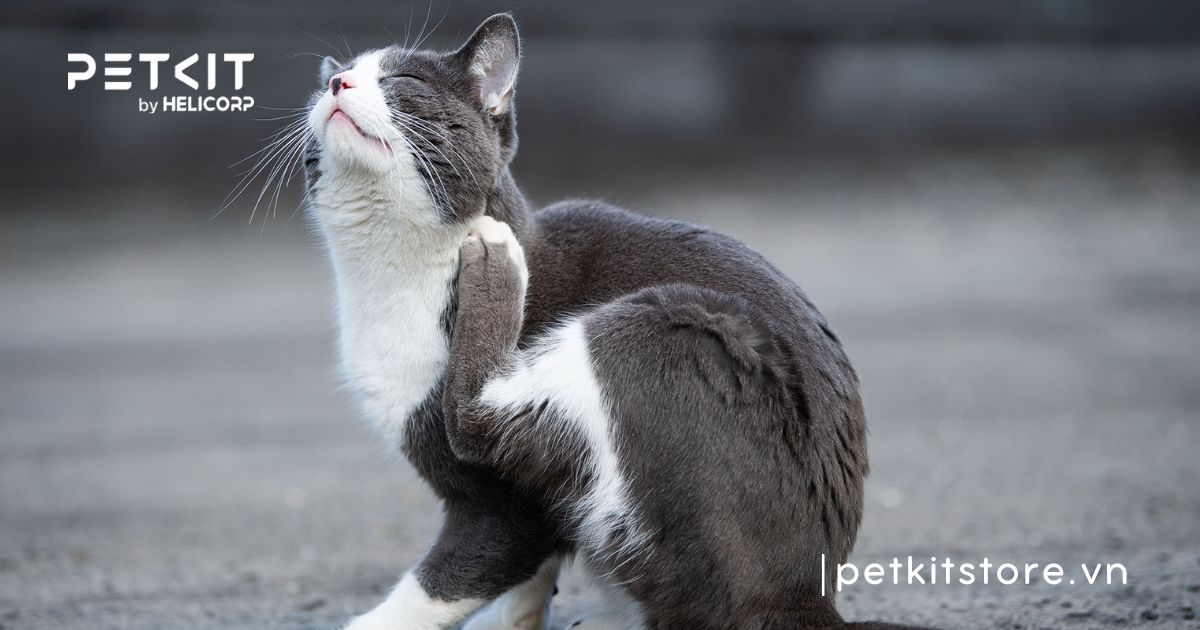 Mèo bị ghẻ ở cổ do đâu