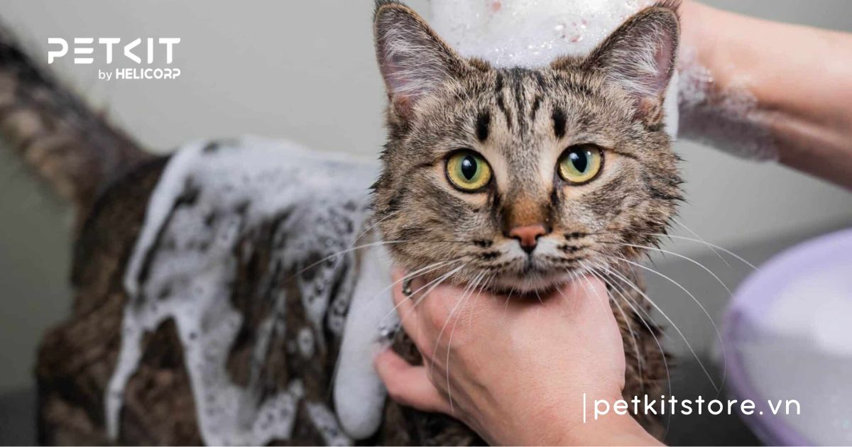 Mèo bị ghẻ ở cổ do đâu