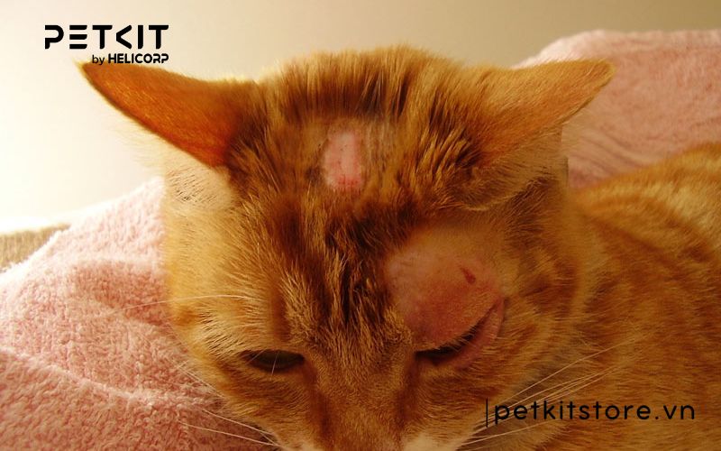 Mèo bị ghẻ - các bệnh thường gặp ở mèo