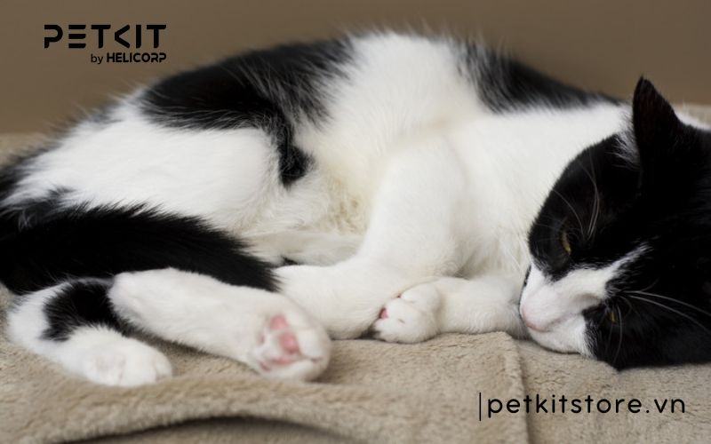 mèo bị giun đũa - các bệnh thường gặp ở mèo