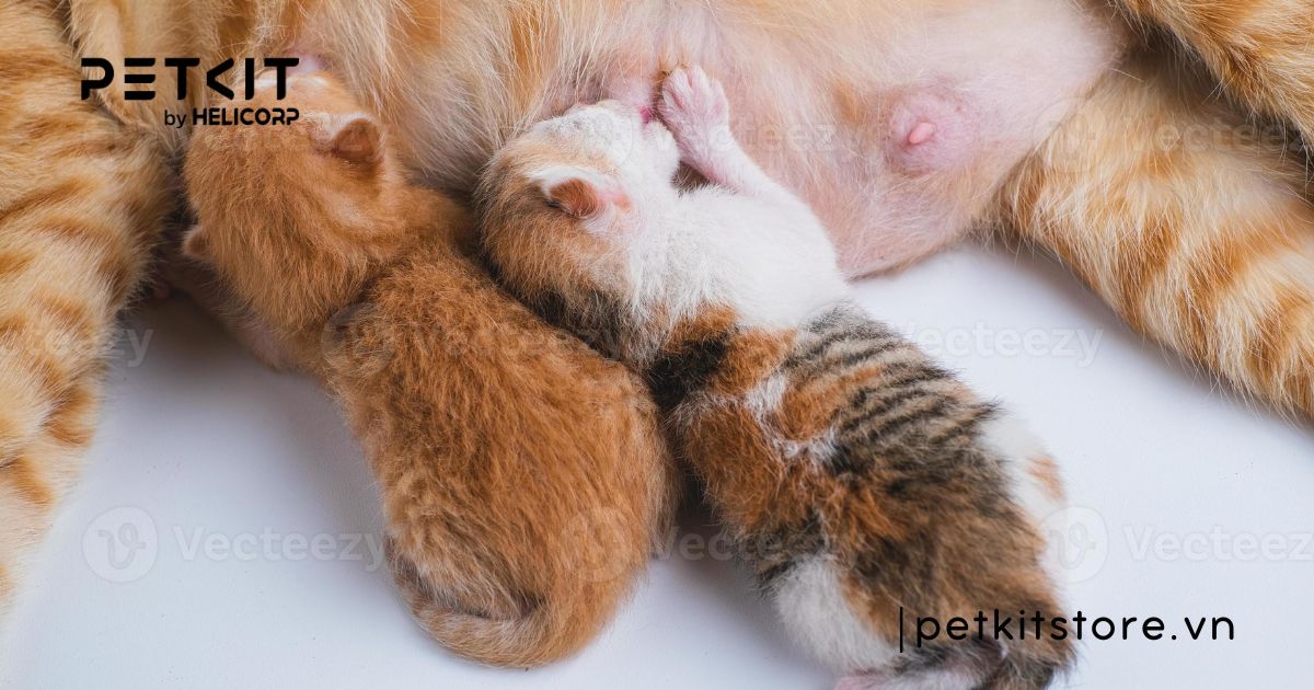 mèo bị giun sán có lây sang người không